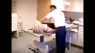 Tease the Lab Bloke